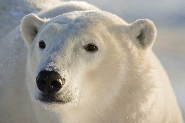 Canada, Churchill Portrait of polar bear